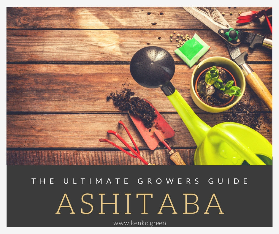 growing ashitaba plants