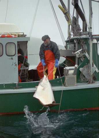 pacific halibut