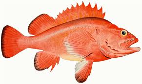 rockfish