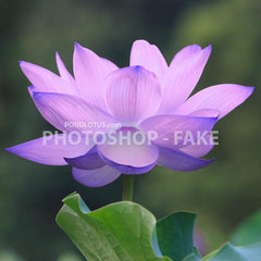 Blue_Lotus_Photoshopped_No_Such_plant