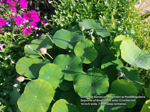 Exquisite_Of_Bowl_Dwarf_lotus_Pond_Megastore_2016_nelumbo_Garden