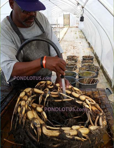 George_Harvesting_Lotus_Tubers_February_For_Sale