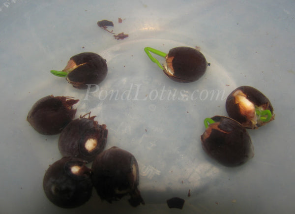 Scarify_Lotus_Seeds_To_Germinate