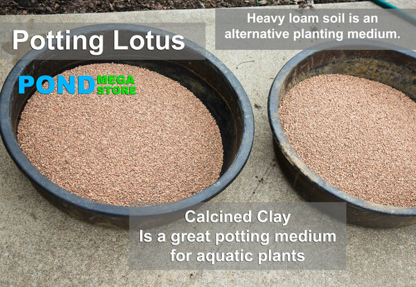 Calcined Clay planting soil for lotus