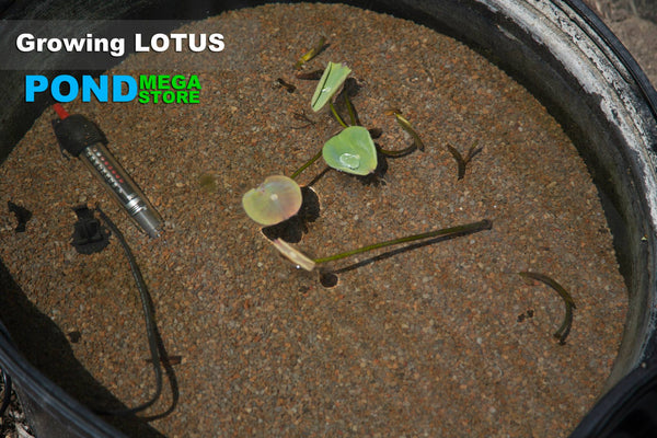 Coin Leaves on new Lotus Plants