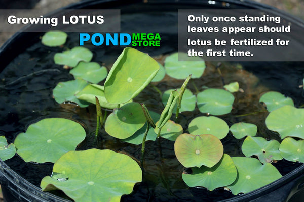 Lotus with leaves above the surface and ready to fertilize with an initial half dose