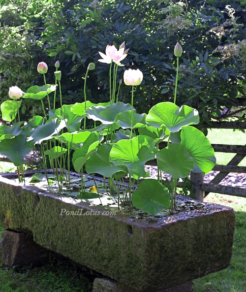 Growing_Lotus_Outside_A_Pond_Ideas