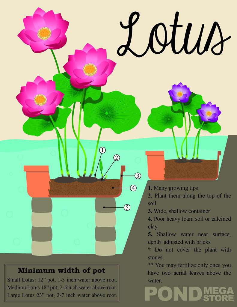 How to Plant a Lotus Flower