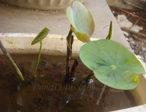 Germinated_Lotus_Seed_Growing