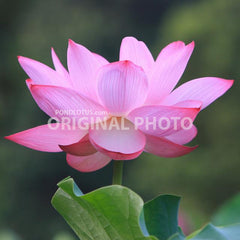 Original_Lotus_Flower_Photo_True_lotus