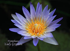 Other_Waterlily_Blue_Hybrid_Right