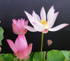 Peewee Pink Lotus by Paula Biles