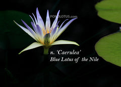 Nymphaea_Caerulea_Blue_Lotus_Of_Nile_Waterlily_image