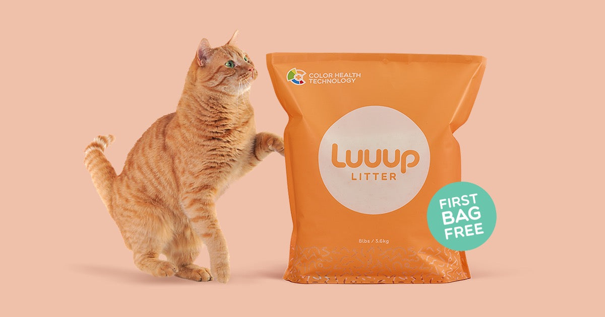 Luuup The Litter Box Reinvented