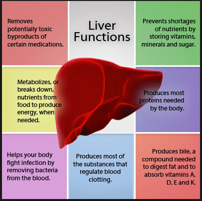 Infographic about Liver Functions