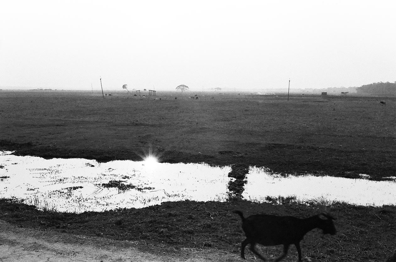 The rice fields in Assam, India