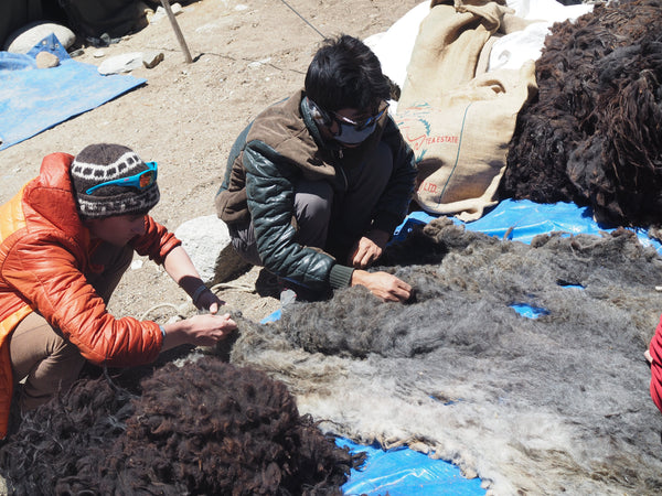 Jimmy and Angtak collecting the sheep wool in Kharnak.