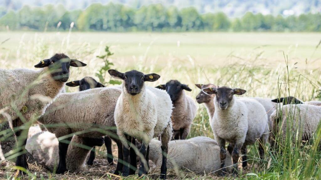 lamb-grass-fed-lentelus