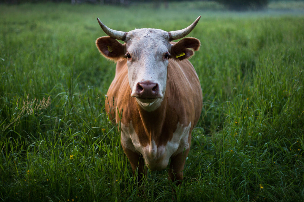 Full grain leather comes from cows