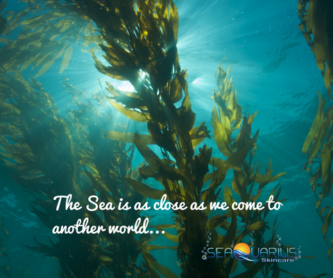 Sea Kelp SeaQuarius