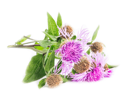 natural breast milk increase with blessed thistle