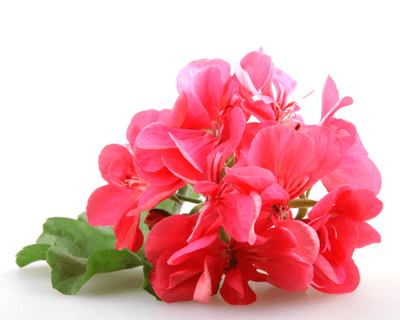 geranium oil benefits for skin acne