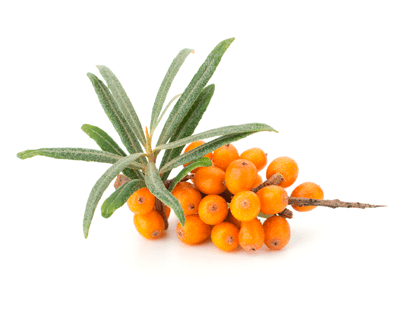 lose postpartum stretch marks with sea buckthorn oil