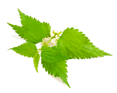 stinging nettle treatment during pregnancy