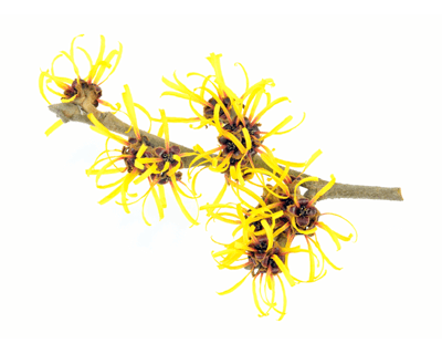 witch hazel for face acne