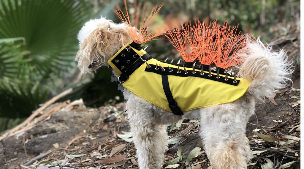 coyote vest for dogs with spikes