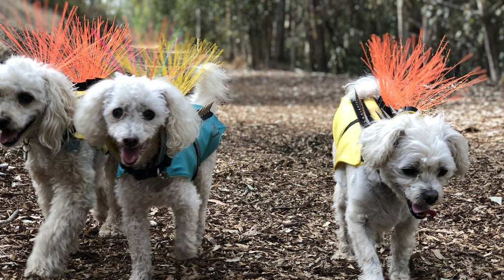 small dog protection from hawks