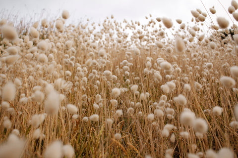 Organic cotton field for organic clothing