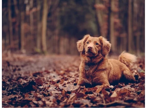 kommando melodramatiske Altid De bedste ting til din hund og dig til efteråret! Læs her – TheWoofPack.dk