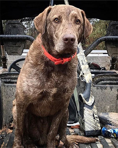 over under water dog dog collar