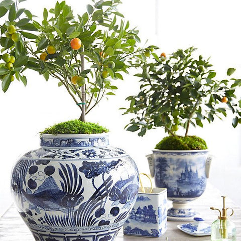 Citrus topiary trees in chinoiserie blue and white pots