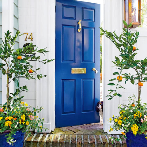 Cobalt Blue front door with lemon trees in planters