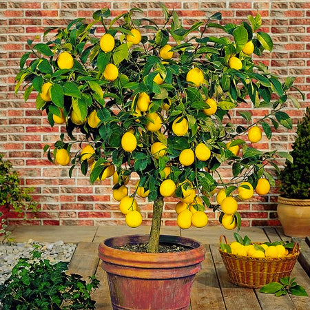 Lemon tree in terracota pot