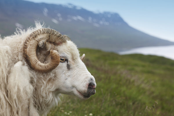 Iceland Sheep