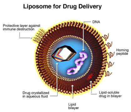 Liposome For Drug Delivery