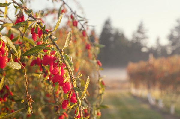 Gojoy Goji Berries