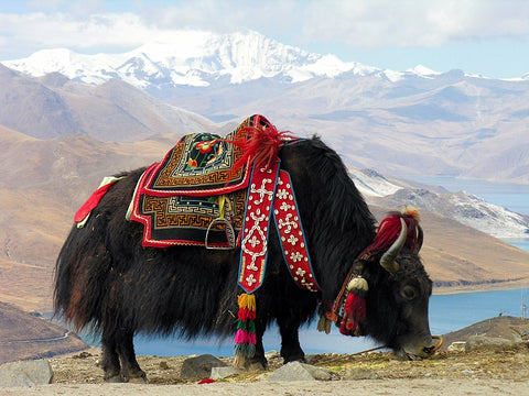 Yak. Photo by Dennis Jarvis. Published on Wikipedia. 