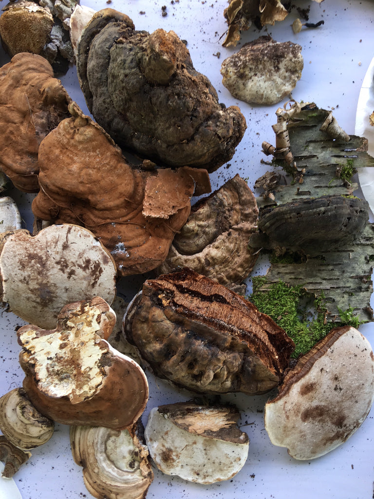Wild foraged mushrooms at Mother Earth Fair