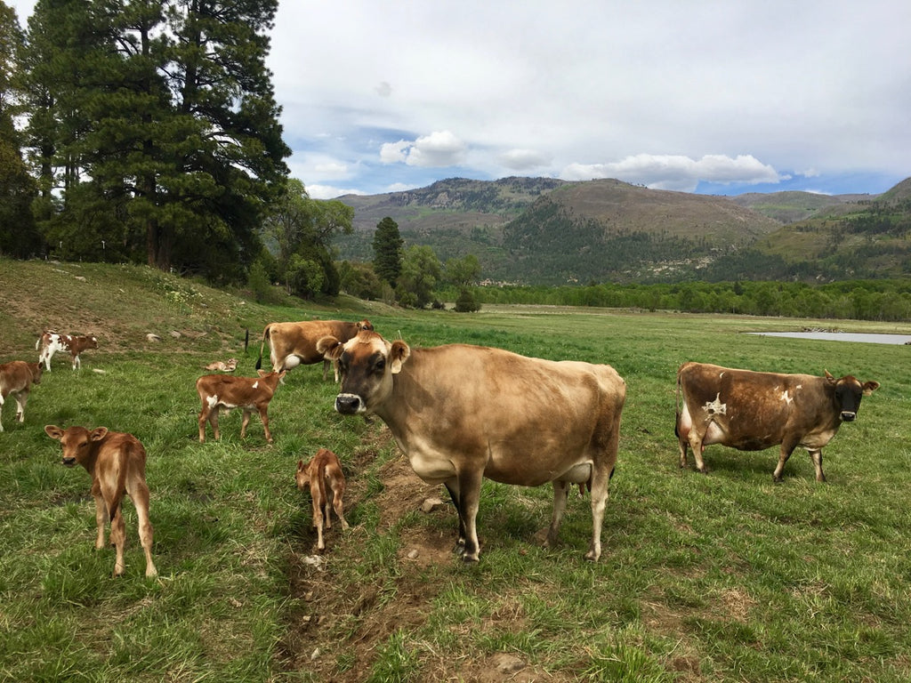 Jersey cows at James Ranch