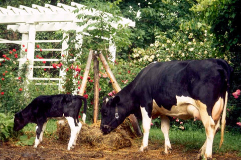 Cow and her calf grazing