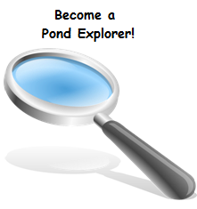 Baxter's Corner - Pond Explorer Activity Sheet