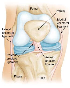 Anterior Cruciate Ligament (ACL) Injuries-1