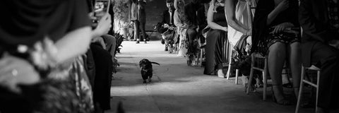 Weddings dog ring bearer bowzos Harris tweed dachshund Edinburgh frankie