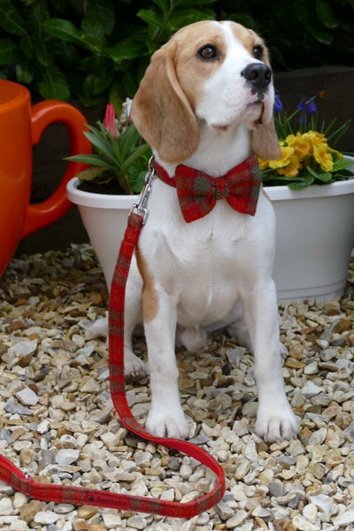 orange bow tie dog collar