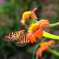 Mexican Sunflower Tithonia with Monarch Butterfly
