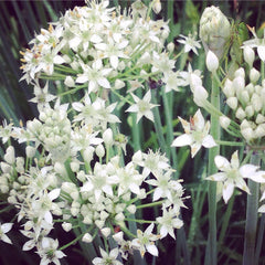 Garlic Chives in the Herb Garden 